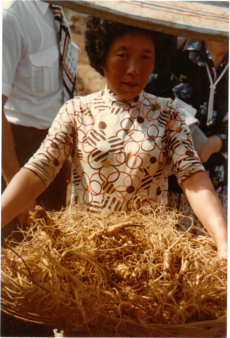 raccolta di gineseng in corea del sud anni 80 raccolta di gineseng in corea del sud anni 80