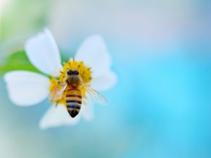 Bee Products