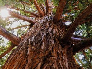 Naolys MReload Sequoia