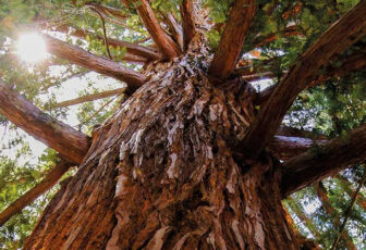 Naolys MReload Sequoia