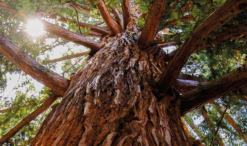 Naolys MReload Sequoia
