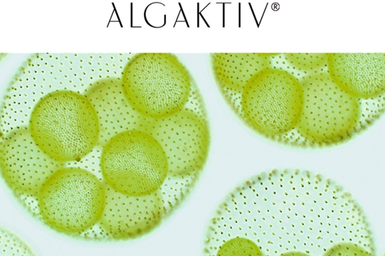 Algaktiv