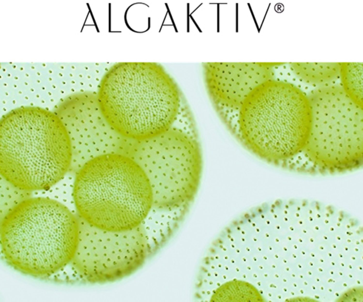 Algaktiv