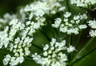 Naolys Optimum Life Angelica