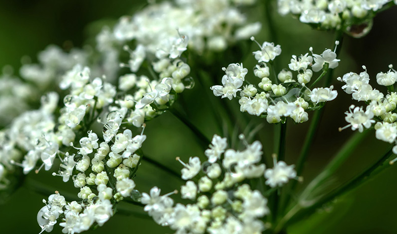 Naolys Optimum Life Angelica