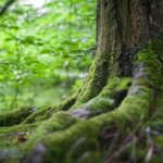 foresta