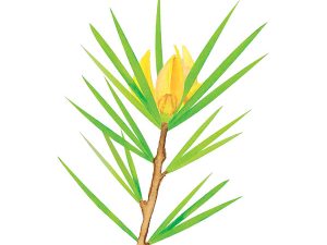 Zuplex Green Rooibos