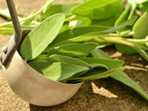 Sibelius Salvia