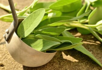 Sibelius™ Salvia