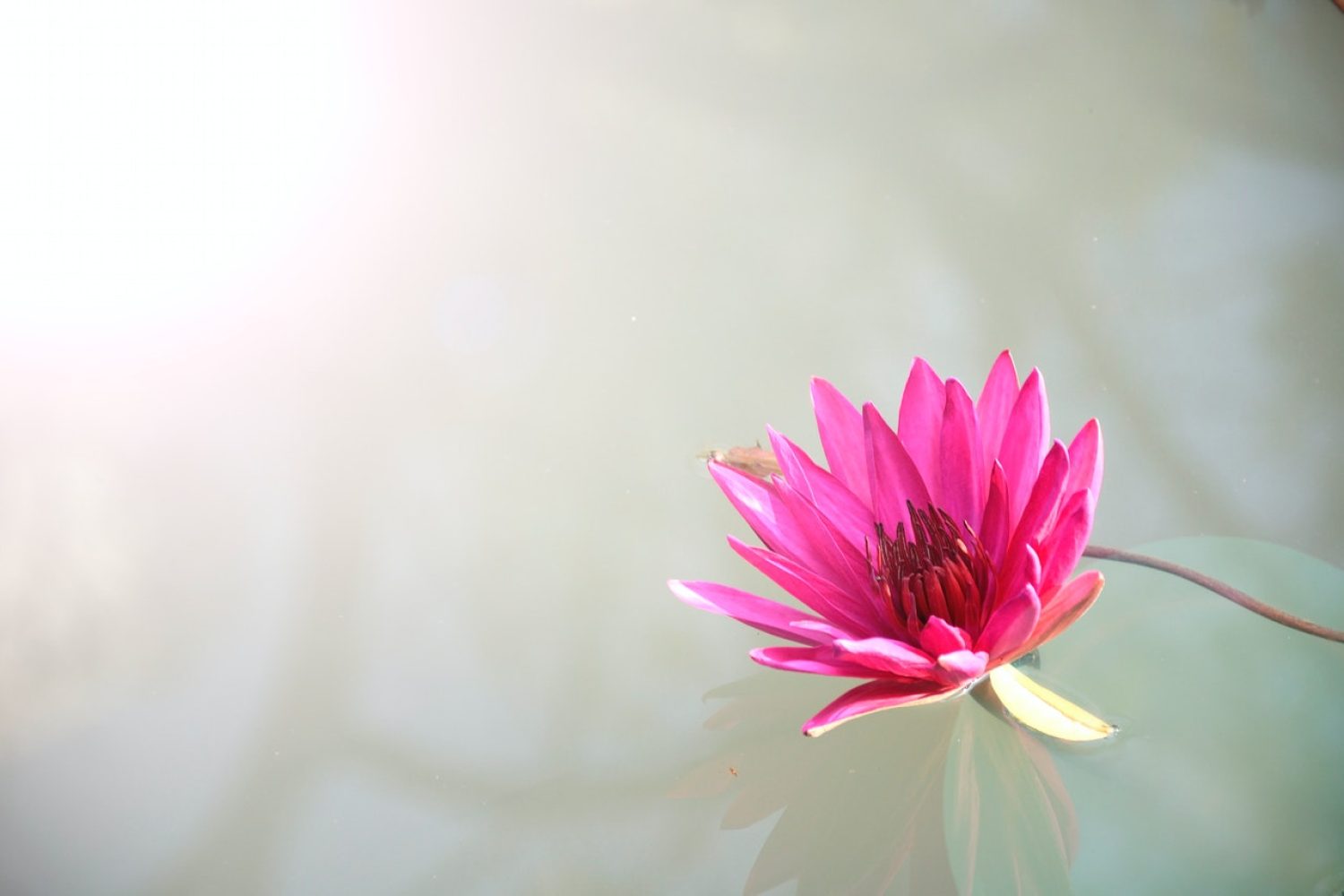 Fiore di Loto Naolys Unwind Sacred Lotus