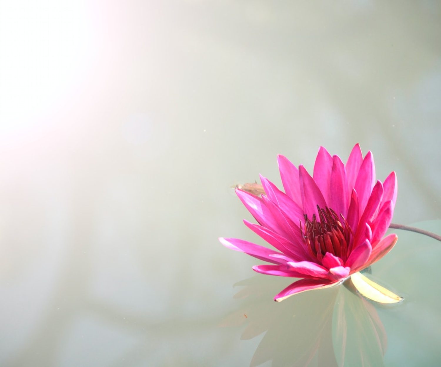 Fiore di Loto Naolys Unwind Sacred Lotus