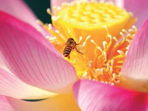 Naolys Unwind Sacred Lotus