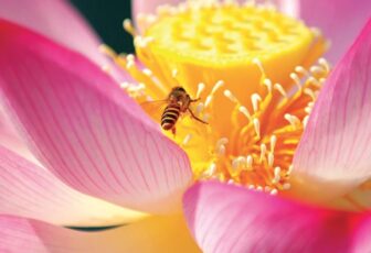 Unwind Sacred Lotus