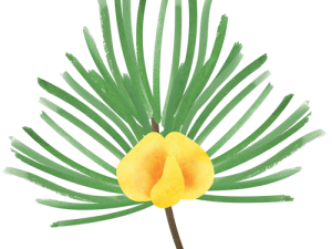 Zuplex Green Honeybush