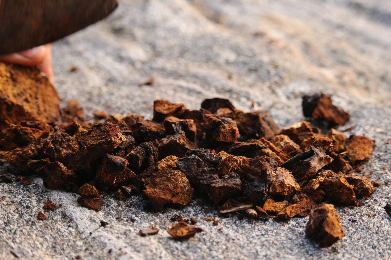 Fungo Chaga