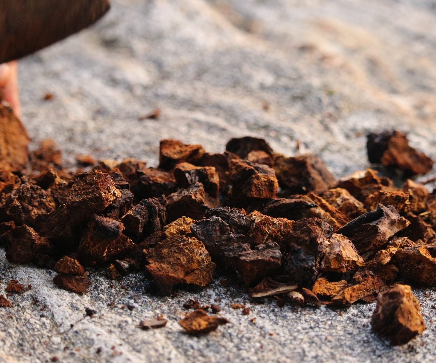 Fungo Chaga
