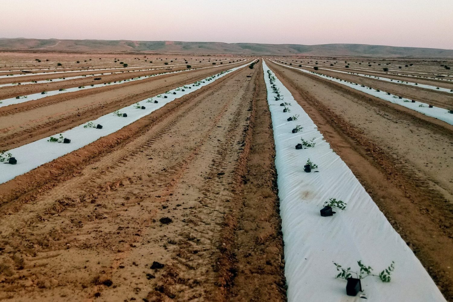 Jojoba Valley