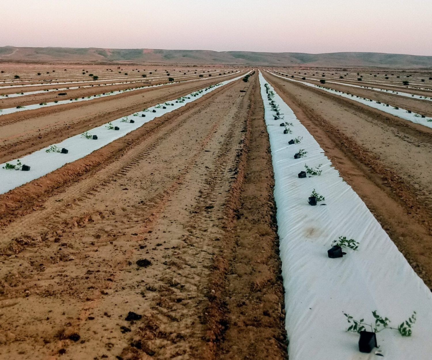 Jojoba Valley