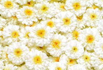 Sibelius™️ Chamomile