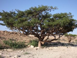 Boswellia
