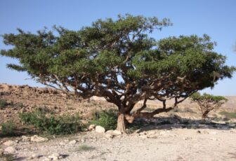 Boswellia LEO-HB®