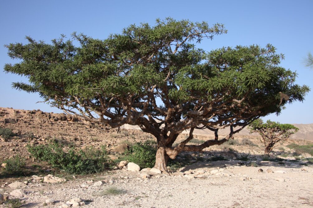 Boswellia