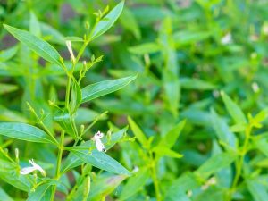 Andrographis
