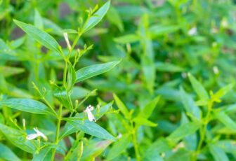 Andrographis LEO-HB®
