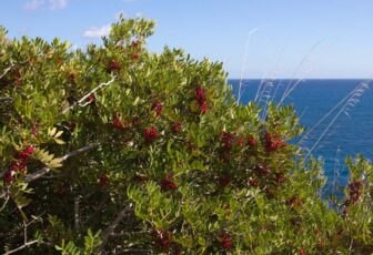 Mastic Gum LEO-HB®