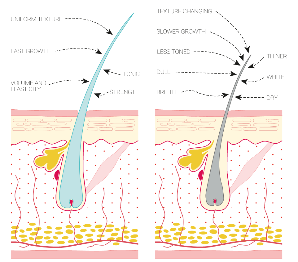 Ciclo cellulare dei capelli dalla crescita all'invecchiamento