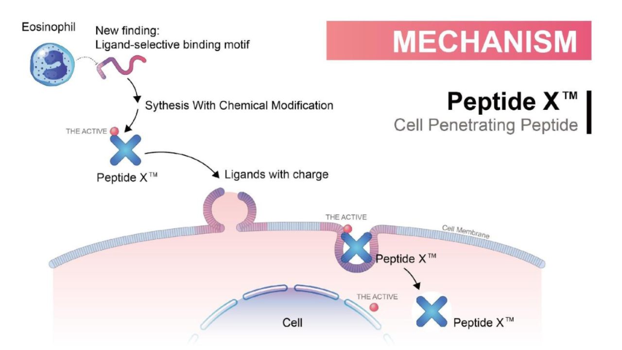Peptide X cell penetrating peptide Peptide X cell penetrating peptide