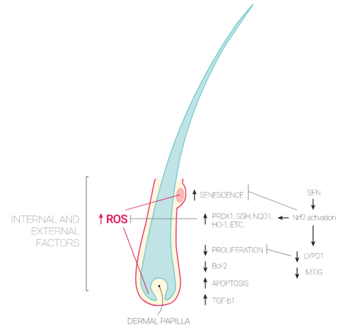 studi in vitro hair revive