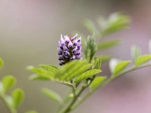 Licomela liquorice root
