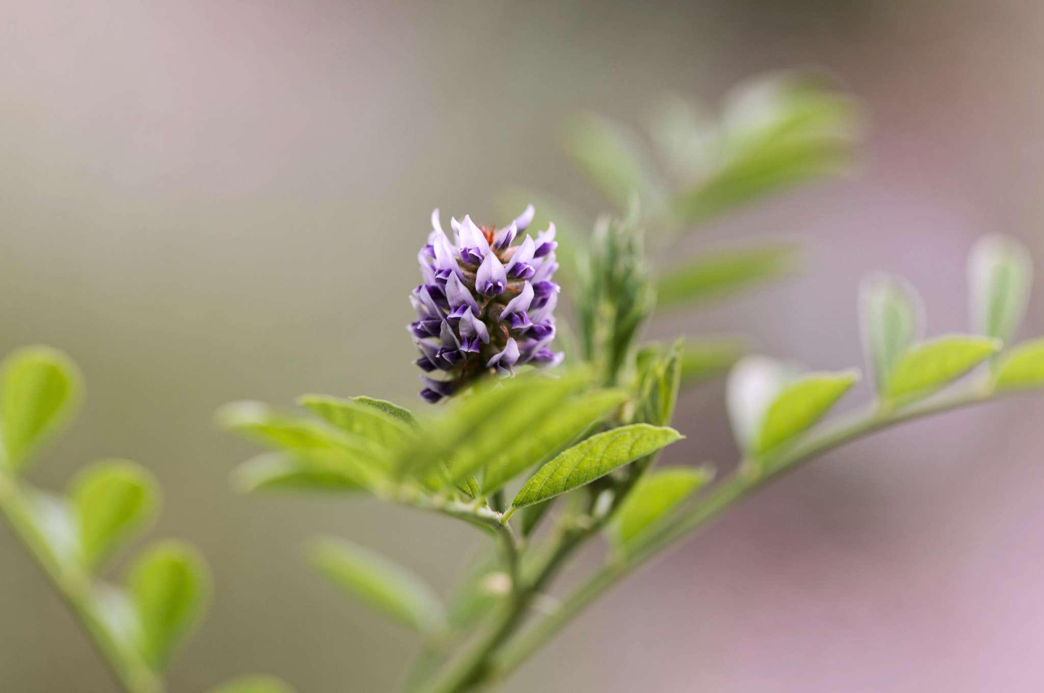 Licomela liquorice root