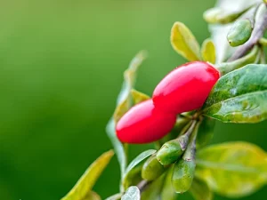 Naolys SpotLight Goji