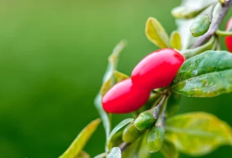 Naolys SpotLight Goji