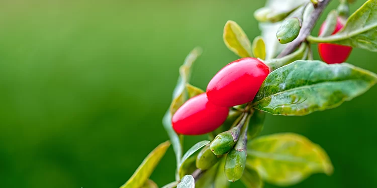 Naolys SpotLight Goji