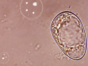 Naolys cellule vegetali