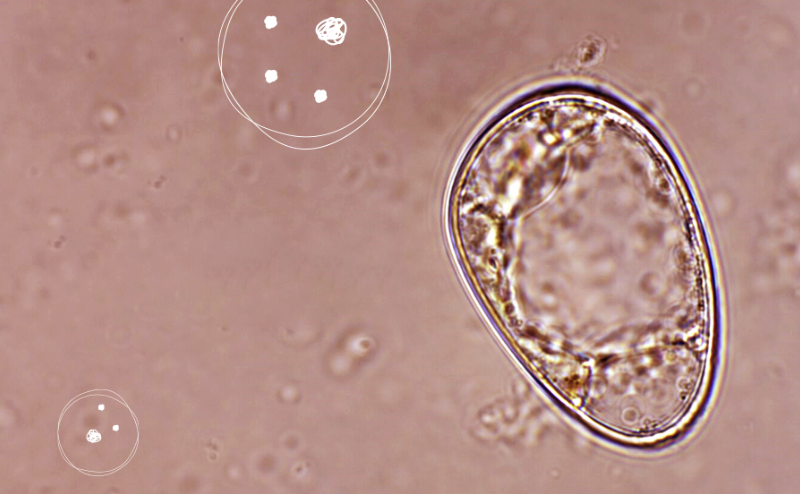 Naolys cellule vegetali