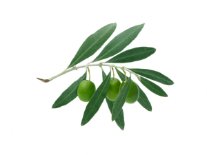 Maslinic