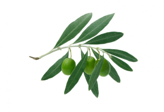 Maslinic Acid LEO-HB®
