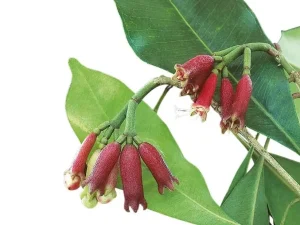 Caryophyllene LEO-HB®