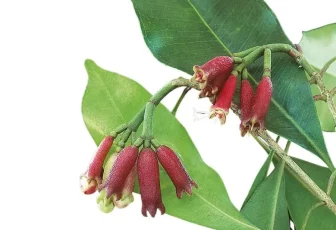 Caryophyllene LEO-HB®