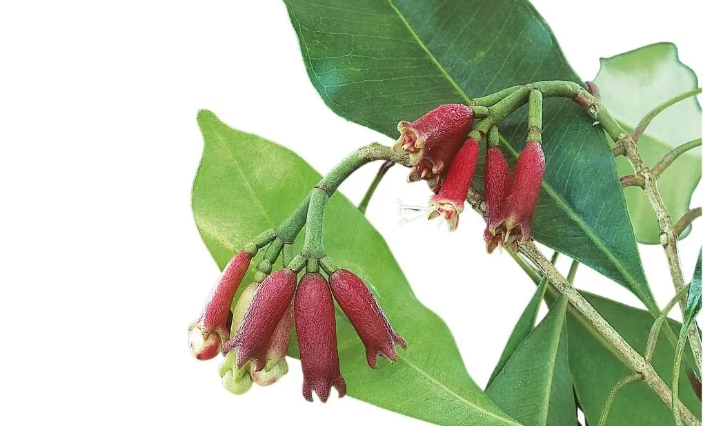 Caryophyllene LEO-HB®