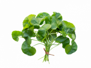 Gotu Kola