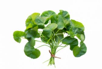 Gotu Kola LEO-HB®