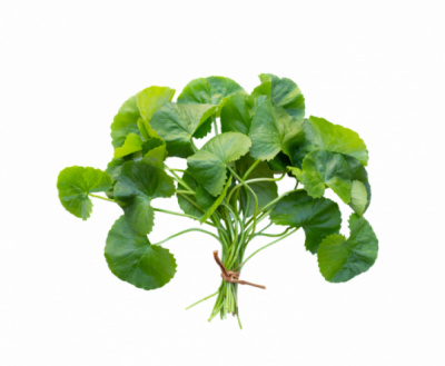 Gotu Kola