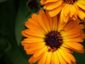 Naolys InnerLift Calendula