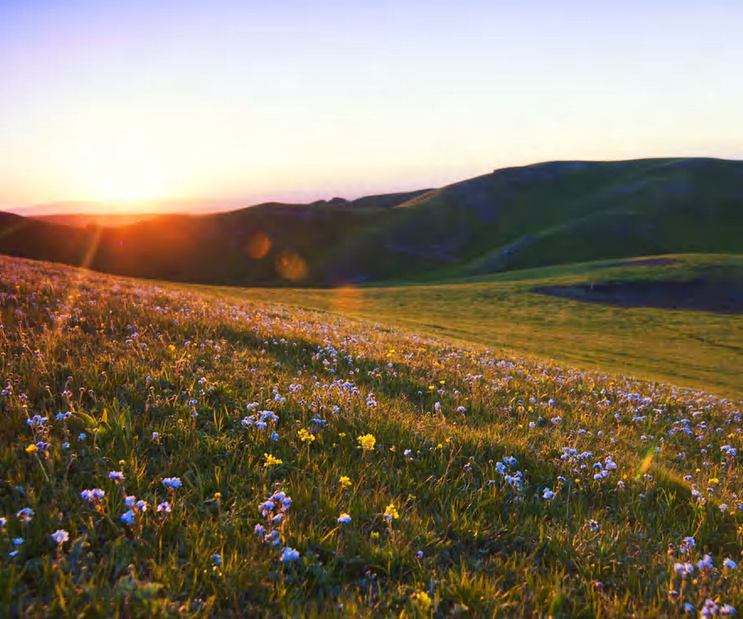 Prato fiorito al tramonto