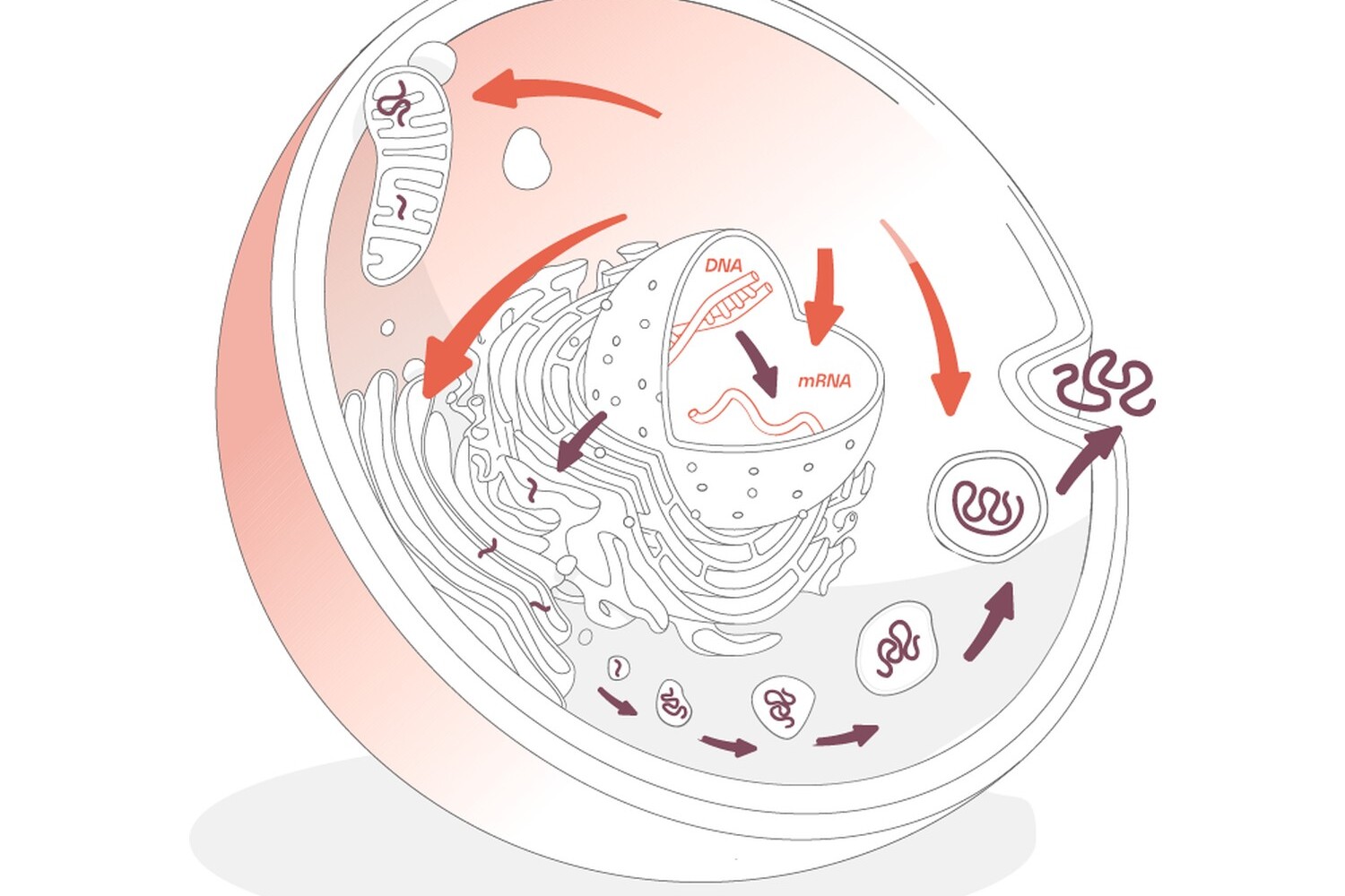 Illustrazione di una cellula: esosomi e SUMOilazione
